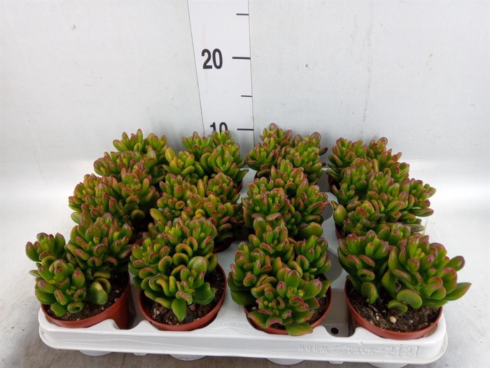 <h4>Crassula ovata 'Gandalf'</h4>