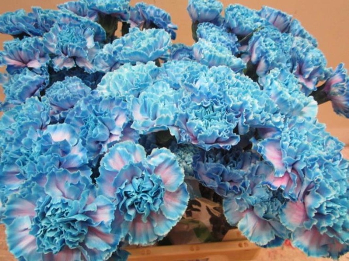 <h4>Di St G Bubblegum</h4>