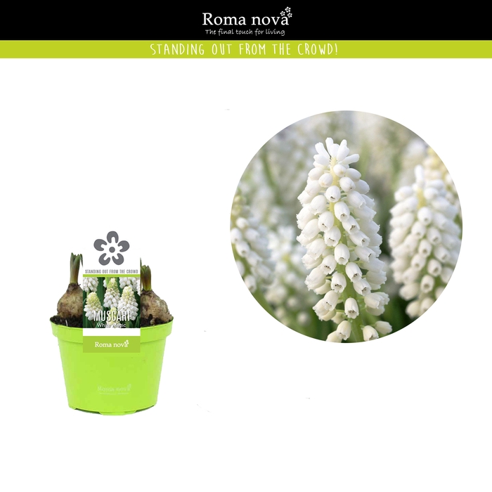 <h4>Muscari White Magic 9cm</h4>