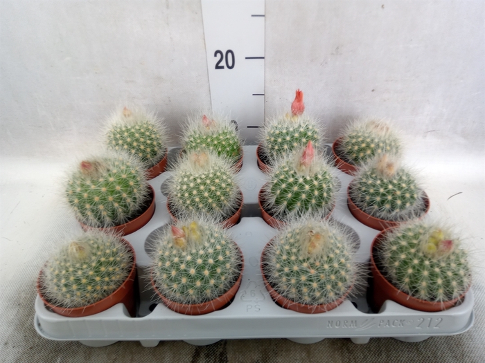 <h4>Cactus   ...</h4>