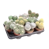 Cactus gemengd gemengd in tray CA10006