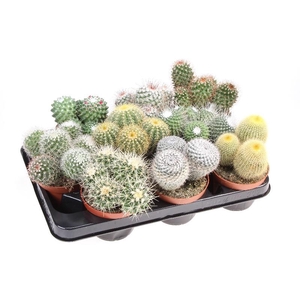 Cactus gemengd gemengd in tray CA10006