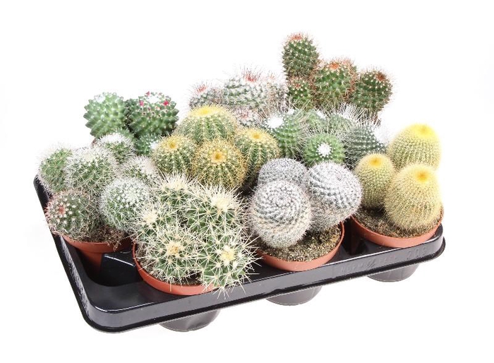 <h4>Cactus gemengd gemengd in tray CA10006</h4>