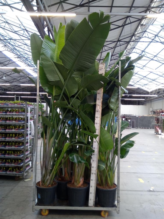 <h4>Strelitzia nicolai</h4>
