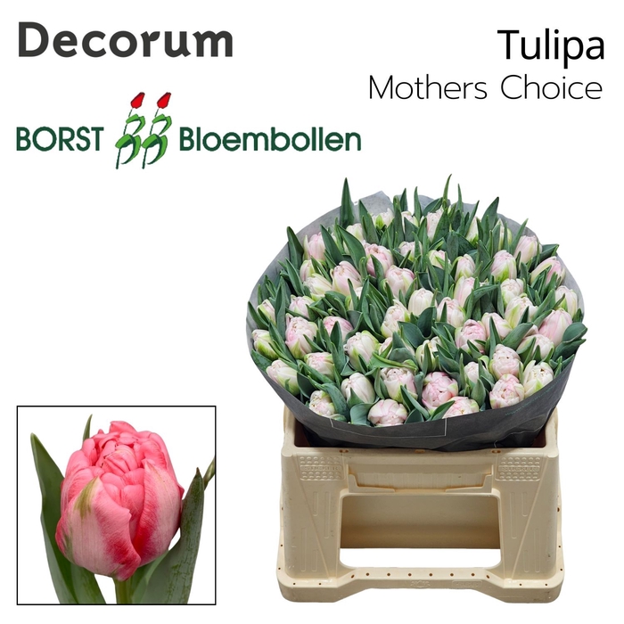 <h4>Tulipa Mothers Choice</h4>