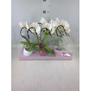 Phalaenopsis   ...white
