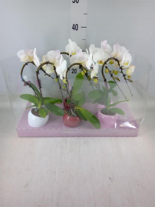 <h4>Phalaenopsis   ...white</h4>