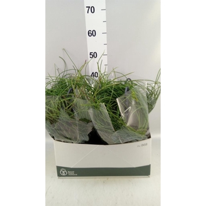 Rhipsalis   ...