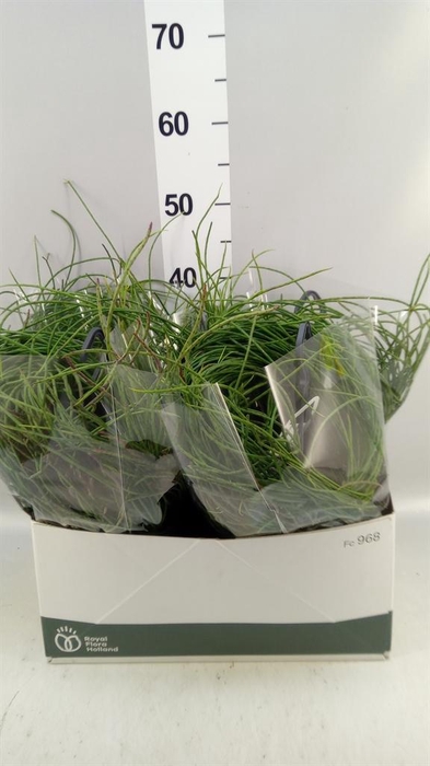 <h4>Rhipsalis   ...</h4>