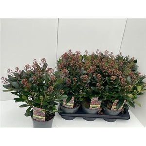 Skimmia Rubella 16+