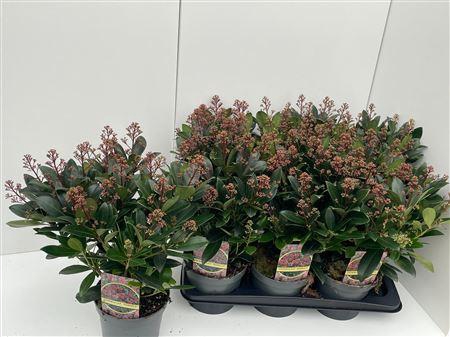 <h4>Skimmia Rubella 16+</h4>