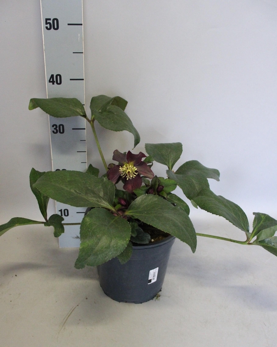 Helleborus Star of Passion