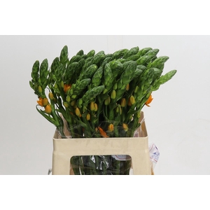 Ornithogalum dubium 'Magic Star'