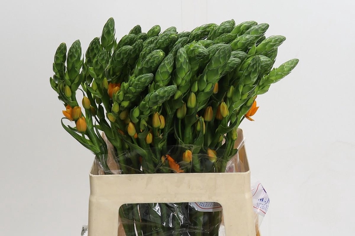 <h4>Ornithogalum dubium Magic Star</h4>