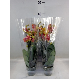 Phalaenopsis   ...