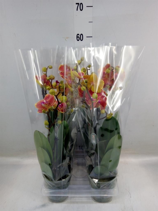 <h4>Phalaenopsis ...</h4>
