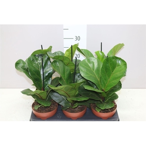 Ficus Lyrata