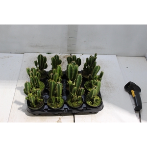 CACTUS ACANTHOCEREUS TETRAGONUS P09