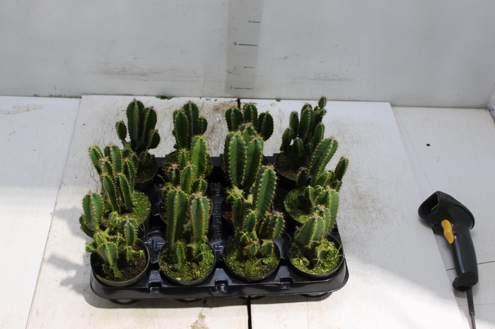 <h4>CACTUS ACANTHOCEREUS TETRAGONUS P09</h4>