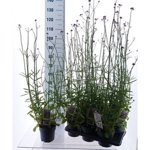 VERBE BONARIENSIS