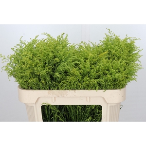 Solidago Tara Gold