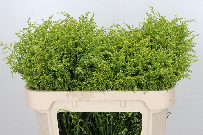 Solidago Tara Gold