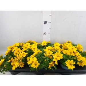 Bidens fer. 'Golden Empire'