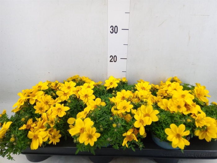 <h4>Bidens fer. 'Golden Empire'</h4>