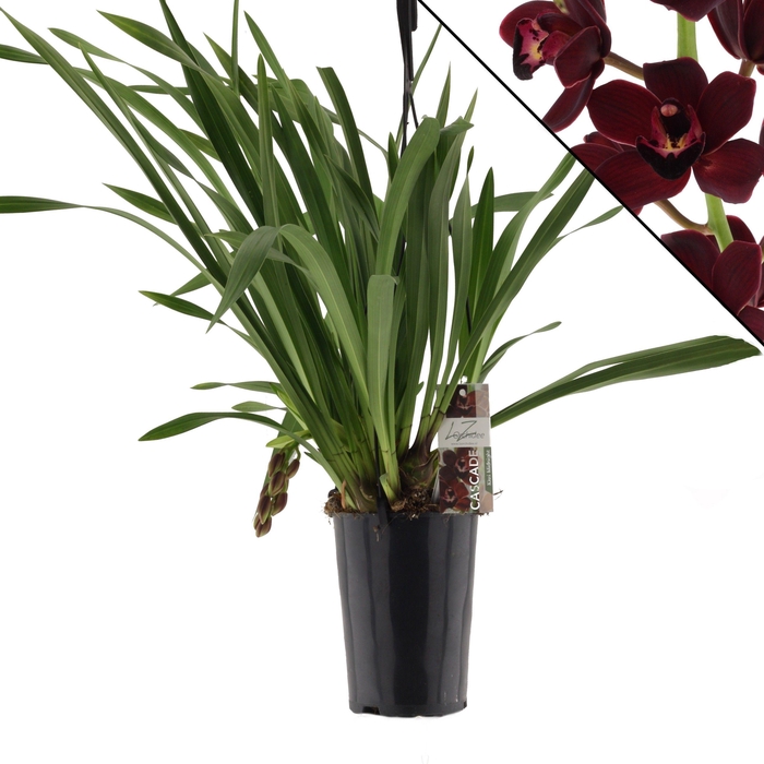 <h4>Kiwi Midnight 1 tak</h4>