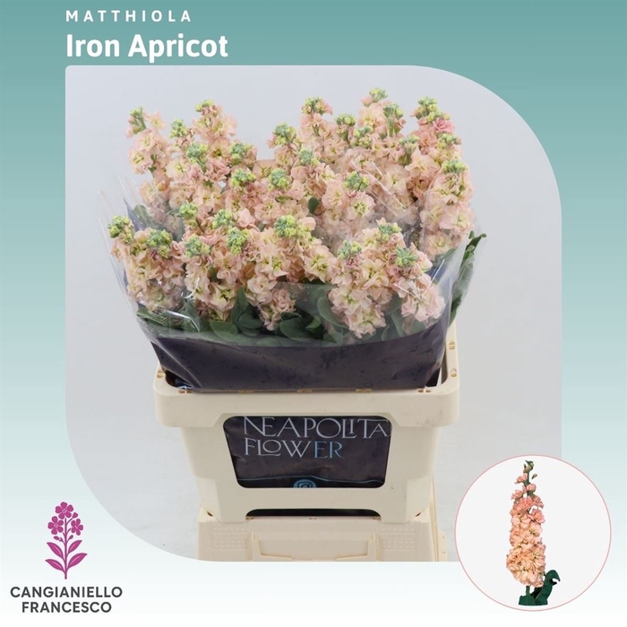<h4>Matthiola Iron Apricot</h4>