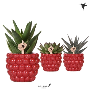 Kolibri Greens Succulenten mix in Berry pot
