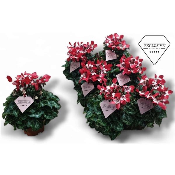 Cyclamen persicum kleinbloemig Super Serie Angels