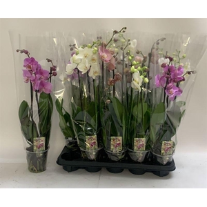 PHAL GEM