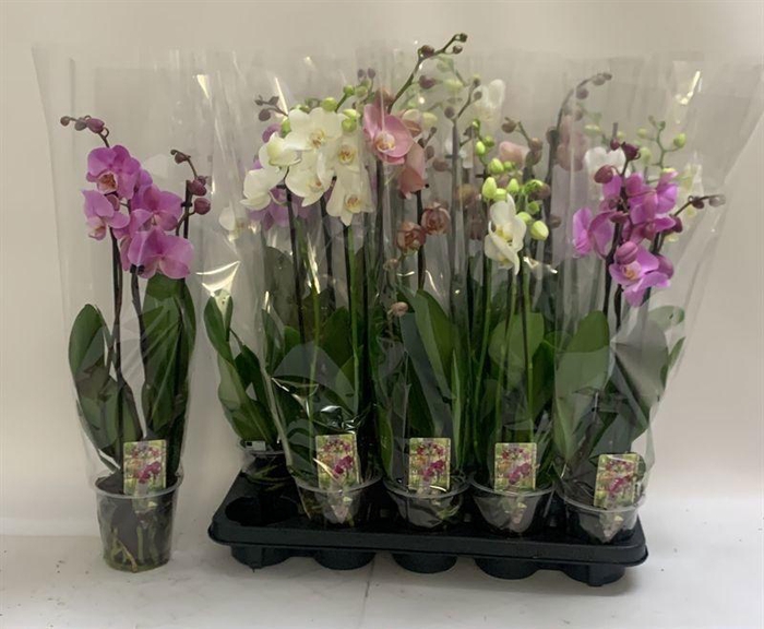 <h4>PHAL GEM</h4>