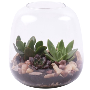 Yearround Arr. Succulent Glass Vase Terrarium Round Ø19cm 3PP