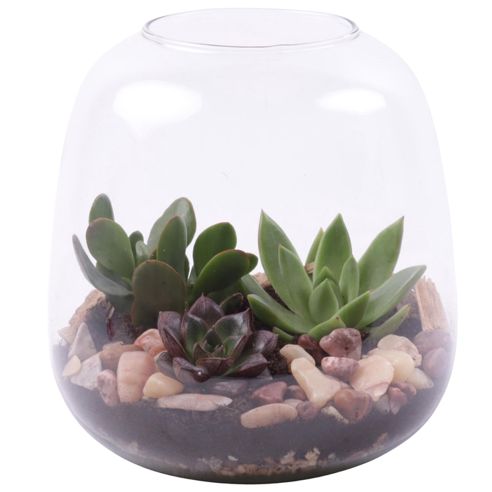 <h4>Yearround Arr. Succulent Glass Vase Terrarium Round Ø19cm 3PP</h4>
