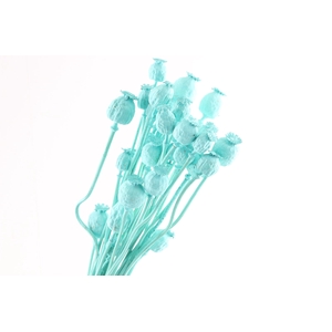 Papaver Blue Light