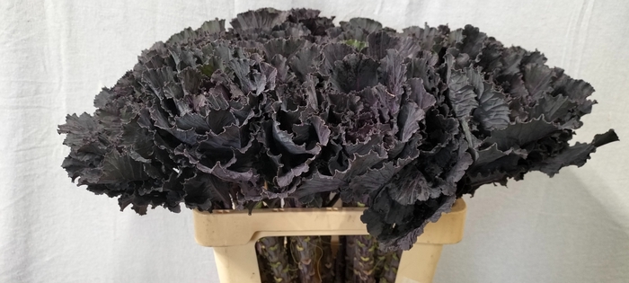 <h4>BRASS BLACK LEAF</h4>
