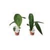 Anthurium blad