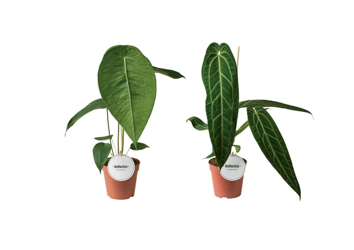 <h4>Anthurium blad</h4>