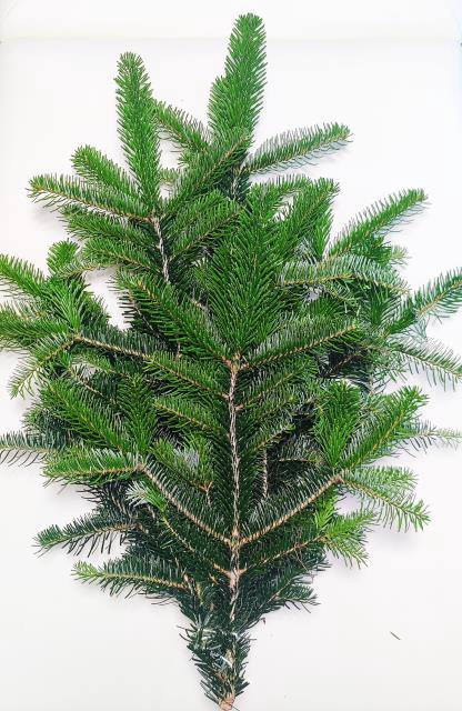 <h4>ABIES NORDMAN BUND</h4>