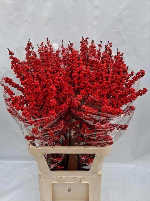 <h4>Ilex verticillata</h4>