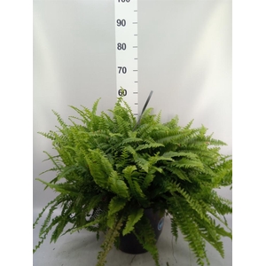 Nephrolepis exal. 'Green Lady'