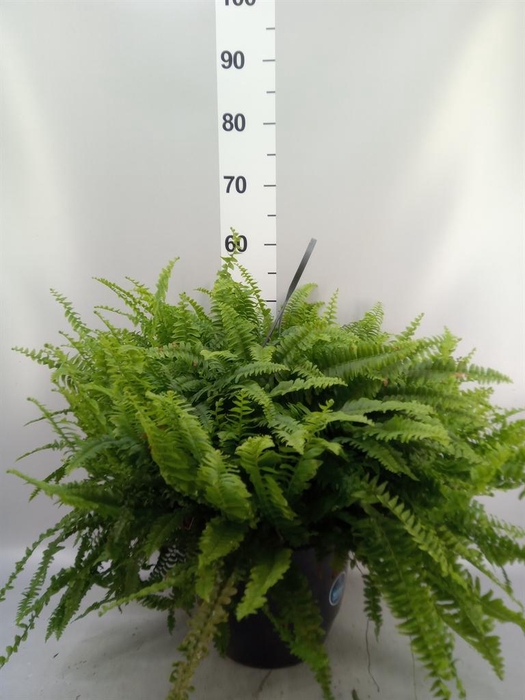 <h4>Nephrolepis exal. 'Green Lady'</h4>