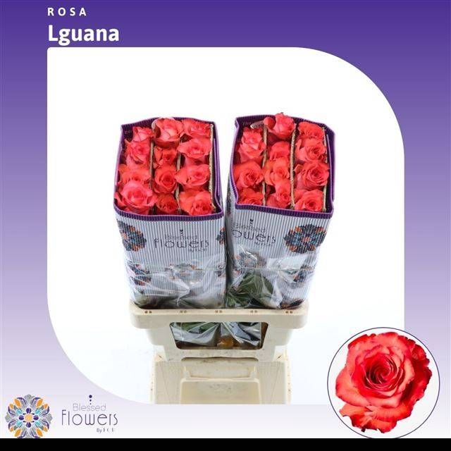 <h4>R GR IGUANA</h4>