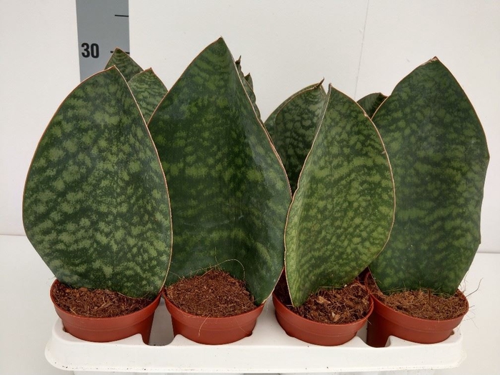 <h4>Sansevieria grandis</h4>