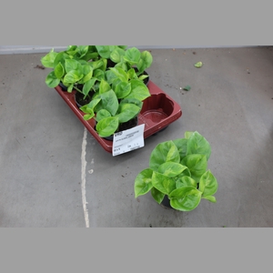 EPIPR GLOBAL GREEN