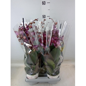 Phalaenopsis multi. 'Ant Cartagena'