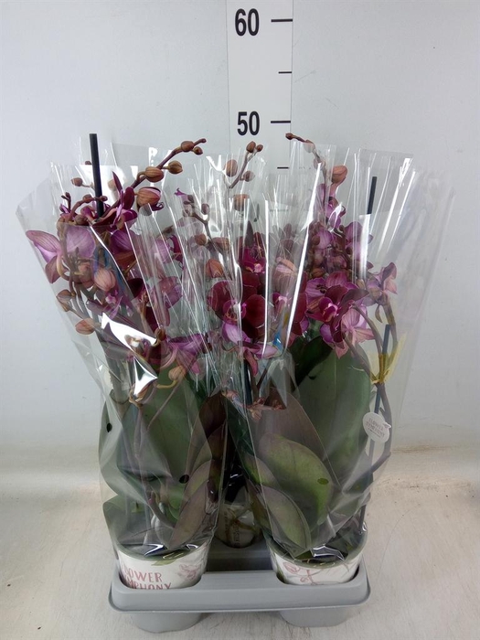 <h4>Phalaenopsis multi. 'Ant Cartagena'</h4>
