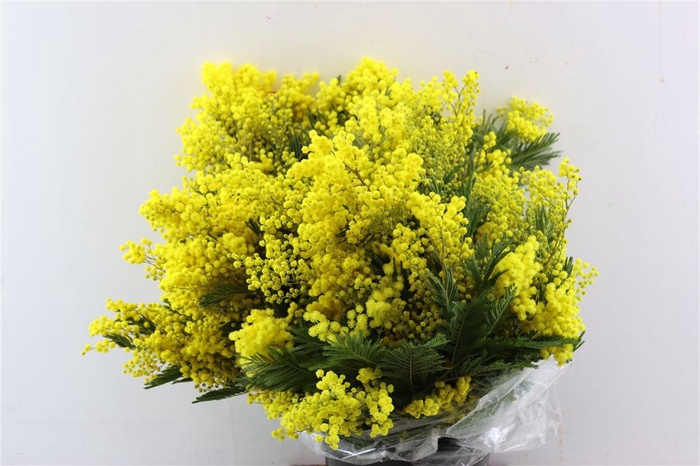 <h4>Mimosa Mirandole 500 Gr</h4>